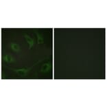 Immunofluorescence - Anti-CBL (phospho Tyr774) Antibody (A0464) - Antibodies.com