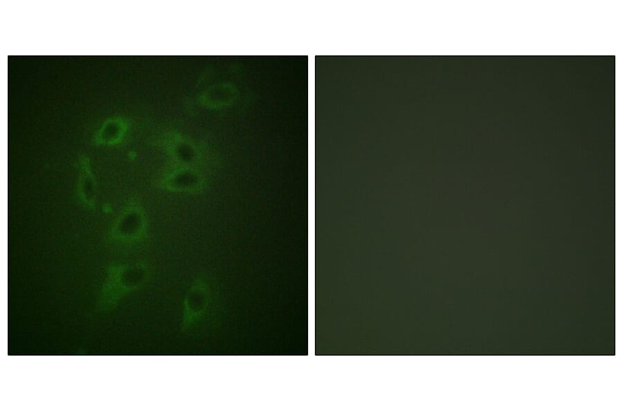 Immunofluorescence - Anti-CBL (phospho Tyr700) Antibody (A0466) - Antibodies.com