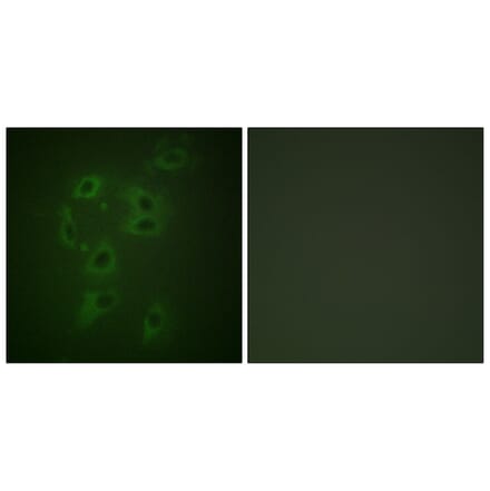 Immunofluorescence - Anti-CBL (phospho Tyr700) Antibody (A0466) - Antibodies.com