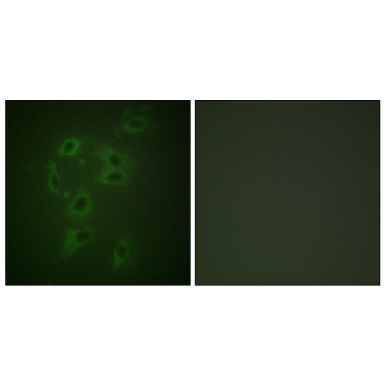 Immunofluorescence - Anti-CBL (phospho Tyr700) Antibody (A0466) - Antibodies.com