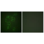 Immunofluorescence - Anti-CBL (phospho Tyr700) Antibody (A0466) - Antibodies.com