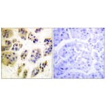 Immunohistochemistry - Anti-CBL (phospho Tyr700) Antibody (A0466) - Antibodies.com