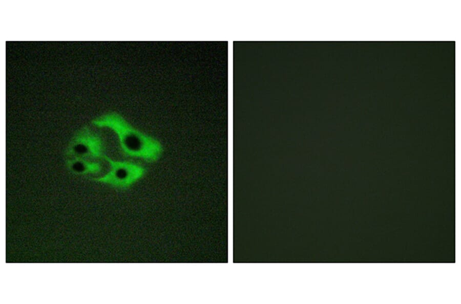 Immunofluorescence - Anti-BAD (phospho Ser134) Antibody (A0822) - Antibodies.com