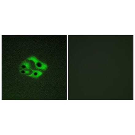 Immunofluorescence - Anti-BAD (phospho Ser134) Antibody (A0822) - Antibodies.com