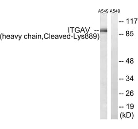 Western Blot - Anti-ITGAV (heavy chain,cleaved Lys889) Antibody (L0297) - Antibodies.com