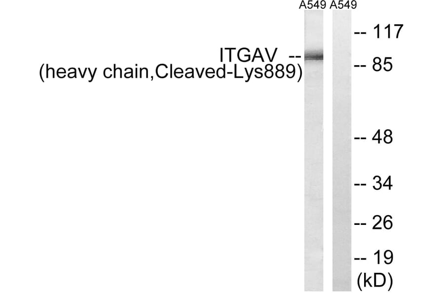 Western Blot - Anti-ITGAV (heavy chain,cleaved Lys889) Antibody (L0297) - Antibodies.com