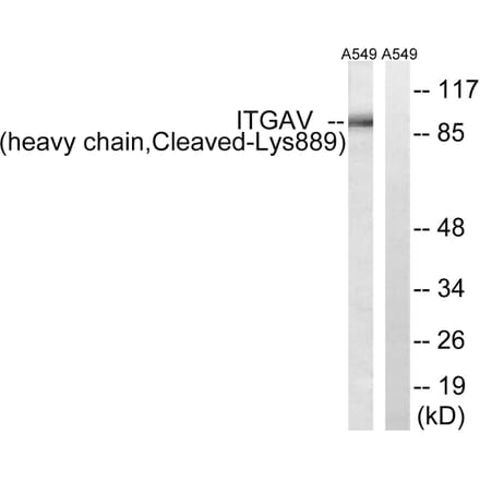 Western Blot - Anti-ITGAV (heavy chain,cleaved Lys889) Antibody (L0297) - Antibodies.com