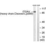 Western Blot - Anti-ITGAV (heavy chain,cleaved Lys889) Antibody (L0297) - Antibodies.com