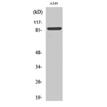 Western Blot - Anti-ITGAV (heavy chain,cleaved Lys889) Antibody (L0297) - Antibodies.com