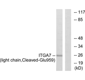 Western Blot - Anti-ITGA7 (light chain,cleaved Glu959) Antibody (L0285) - Antibodies.com