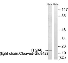 Western Blot - Anti-ITGA6 (light chain,cleaved Glu942) Antibody (L0282) - Antibodies.com