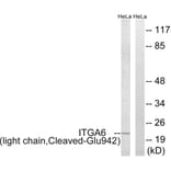 Western Blot - Anti-ITGA6 (light chain,cleaved Glu942) Antibody (L0282) - Antibodies.com