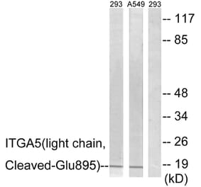 Western Blot - Anti-ITGA5 (light chain,cleaved Glu895) Antibody (L0279) - Antibodies.com