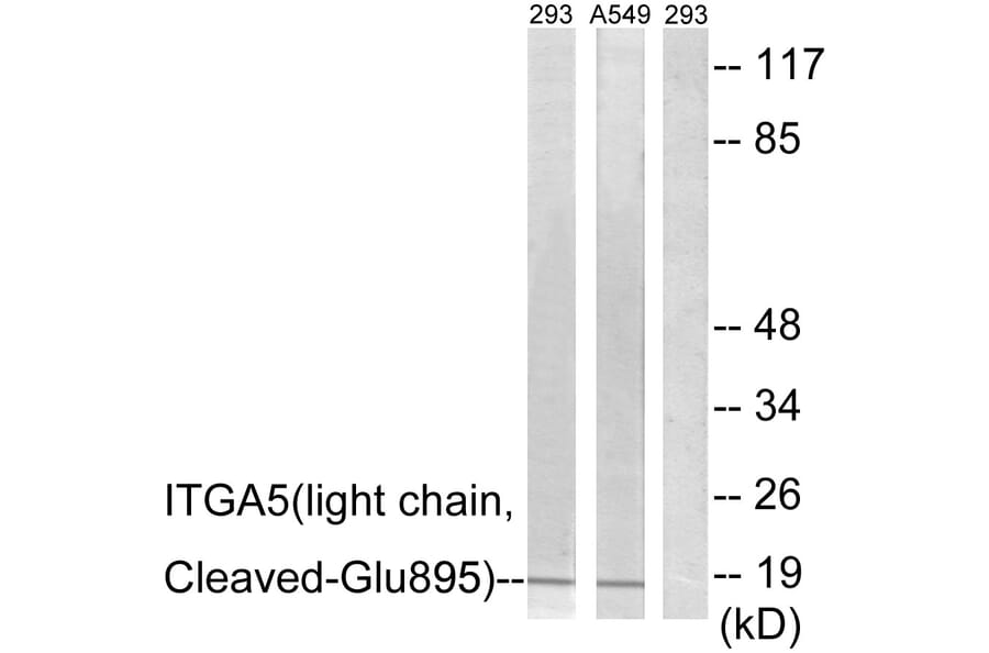 Western Blot - Anti-ITGA5 (light chain,cleaved Glu895) Antibody (L0279) - Antibodies.com