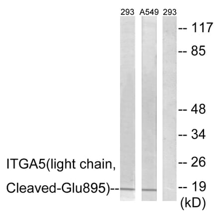 Western Blot - Anti-ITGA5 (light chain,cleaved Glu895) Antibody (L0279) - Antibodies.com