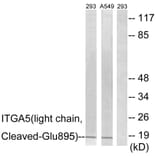 Western Blot - Anti-ITGA5 (light chain,cleaved Glu895) Antibody (L0279) - Antibodies.com