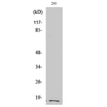Western Blot - Anti-ITGA5 (light chain,cleaved Glu895) Antibody (L0279) - Antibodies.com