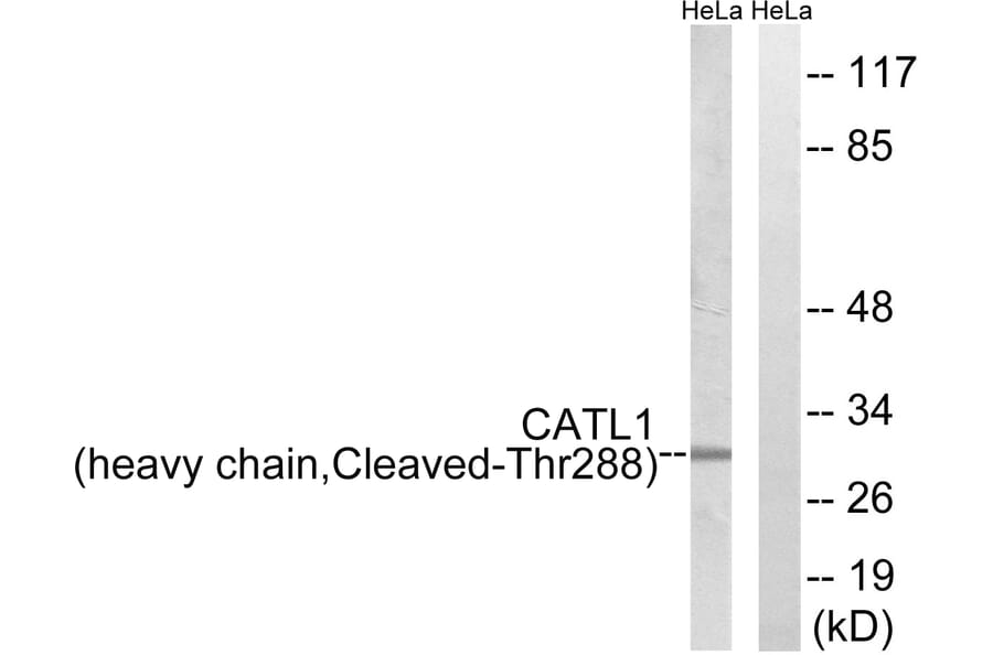 Western Blot - Anti-CATL1 (heavy chain,cleaved Thr288) Antibody (L0184) - Antibodies.com