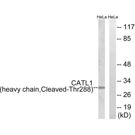 Western Blot - Anti-CATL1 (heavy chain,cleaved Thr288) Antibody (L0184) - Antibodies.com