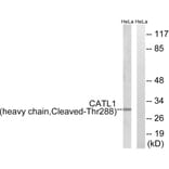 Western Blot - Anti-CATL1 (heavy chain,cleaved Thr288) Antibody (L0184) - Antibodies.com