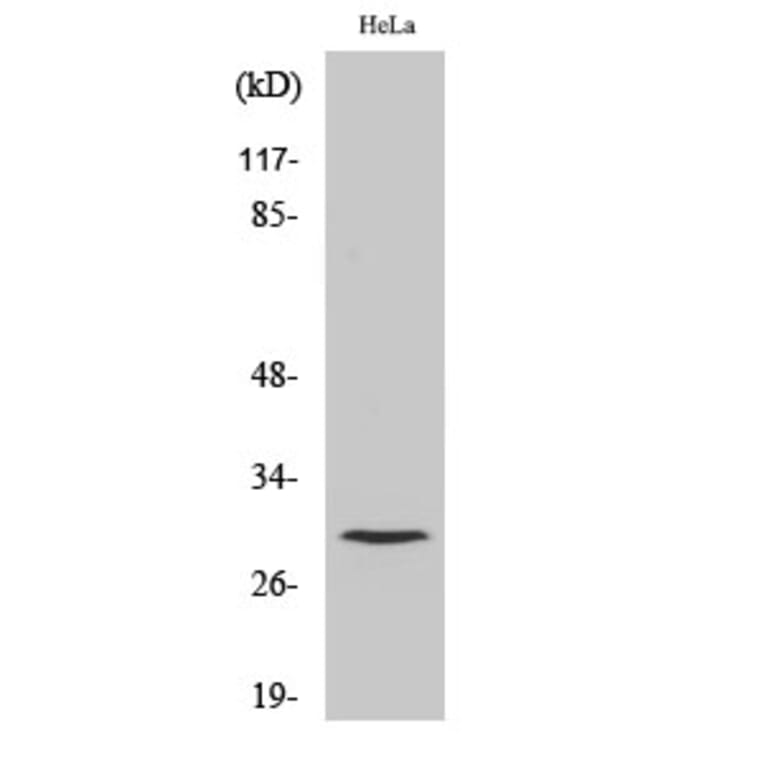 Western Blot - Anti-CATL1 (heavy chain,cleaved Thr288) Antibody (L0184) - Antibodies.com