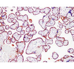Immunohistochemistry - Anti-Placental Alkaline Phosphatase Antibody (V0112) - Antibodies.com