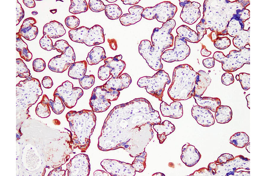 Immunohistochemistry - Anti-Placental Alkaline Phosphatase Antibody (V0112) - Antibodies.com