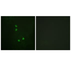 Immunofluorescence - Anti-Cyclin E2 (phospho Thr392) Antibody (A0880) - Antibodies.com