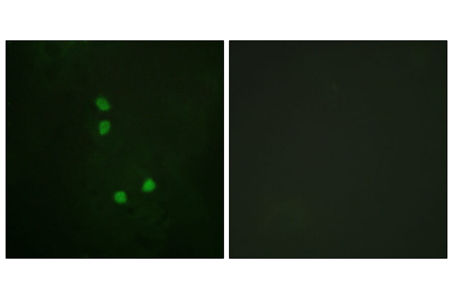 Immunofluorescence - Anti-Cyclin E2 (phospho Thr392) Antibody (A0880) - Antibodies.com