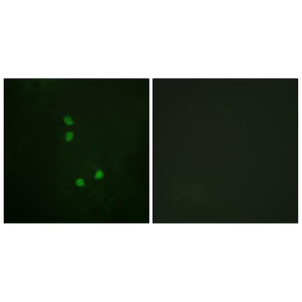 Immunofluorescence - Anti-Cyclin E2 (phospho Thr392) Antibody (A0880) - Antibodies.com