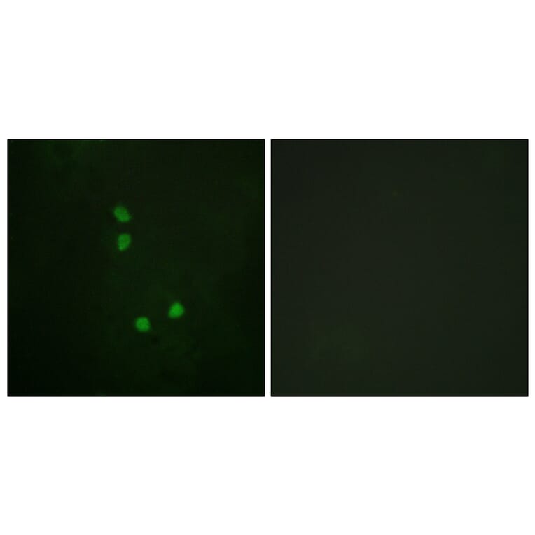 Immunofluorescence - Anti-Cyclin E2 (phospho Thr392) Antibody (A0880) - Antibodies.com