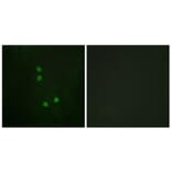 Immunofluorescence - Anti-Cyclin E2 (phospho Thr392) Antibody (A0880) - Antibodies.com