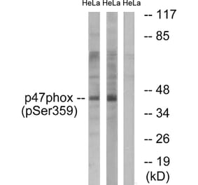 Western Blot - Anti-p47 phox (phospho Ser359) Antibody (A1172) - Antibodies.com
