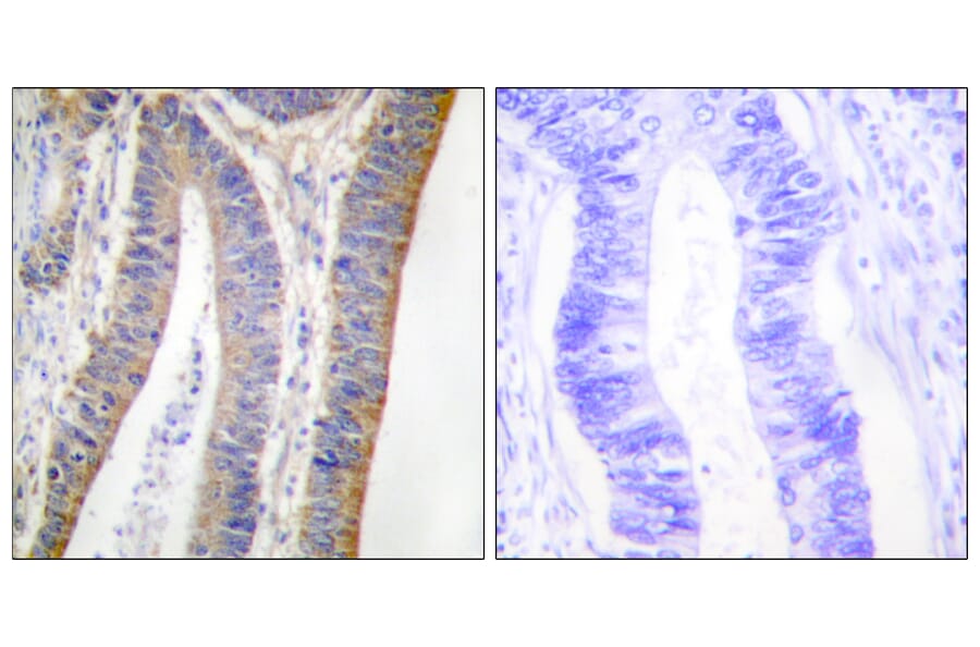Immunohistochemistry - Anti-p47 phox (phospho Ser359) Antibody (A1172) - Antibodies.com