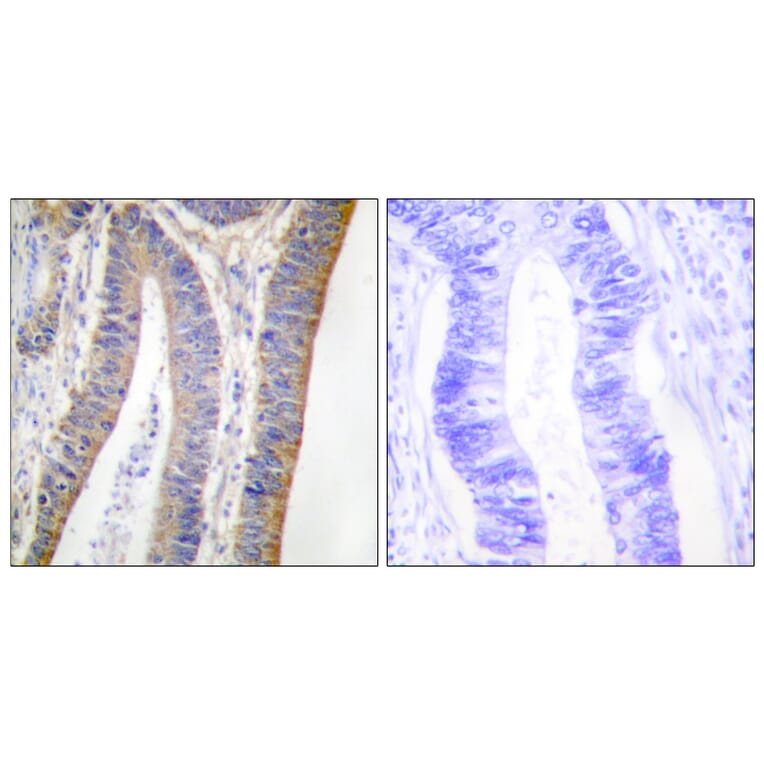 Immunohistochemistry - Anti-p47 phox (phospho Ser359) Antibody (A1172) - Antibodies.com