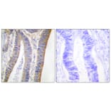 Immunohistochemistry - Anti-p47 phox (phospho Ser359) Antibody (A1172) - Antibodies.com