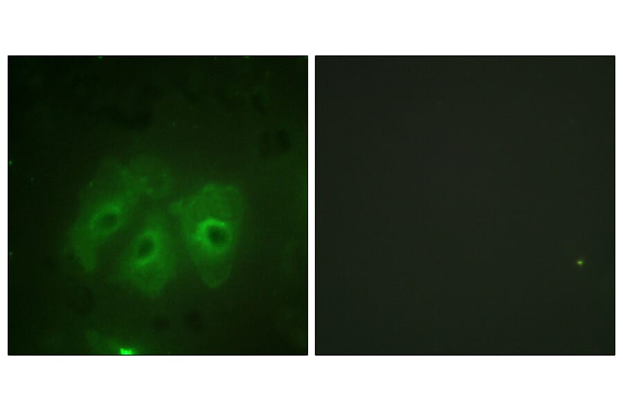 Immunofluorescence - Anti-p47 phox (phospho Ser359) Antibody (A1172) - Antibodies.com