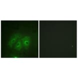 Immunofluorescence - Anti-p47 phox (phospho Ser359) Antibody (A1172) - Antibodies.com