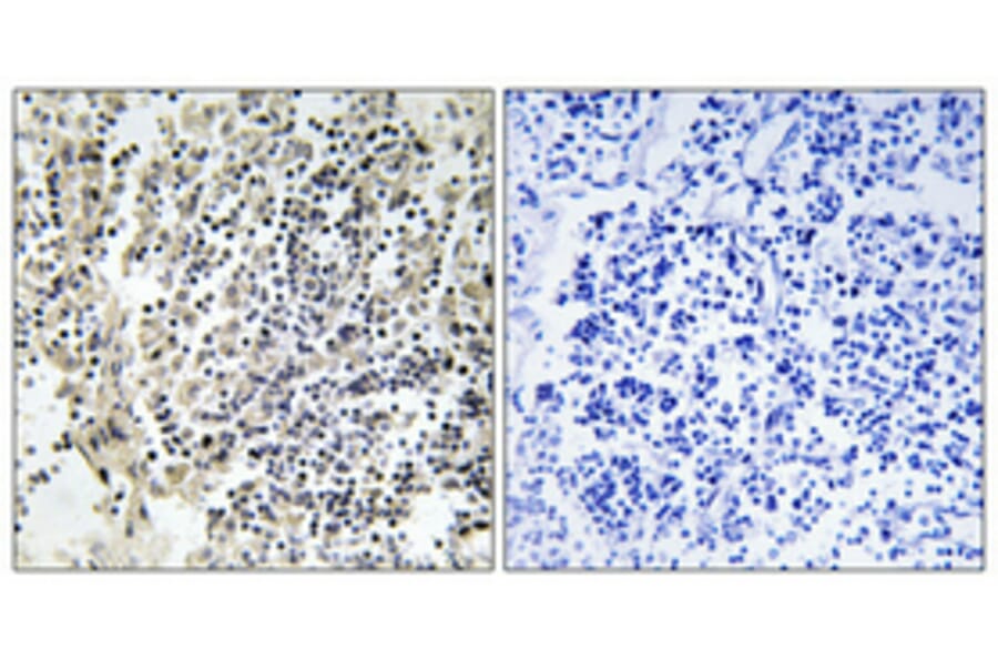 Immunohistochemistry - Anti-p47 phox (phospho Ser359) Antibody (A1172) - Antibodies.com