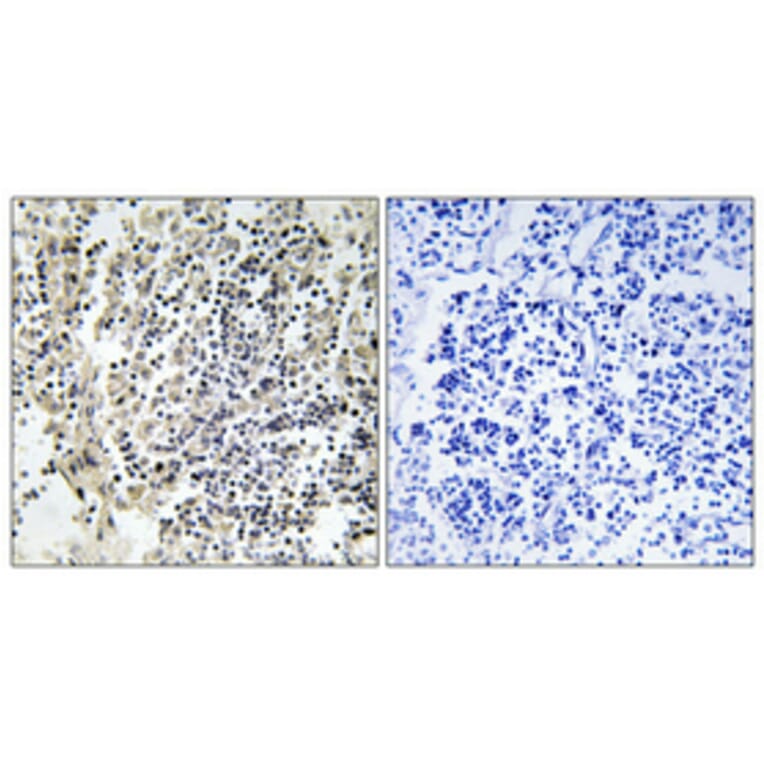 Immunohistochemistry - Anti-p47 phox (phospho Ser359) Antibody (A1172) - Antibodies.com