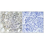 Immunohistochemistry - Anti-p47 phox (phospho Ser359) Antibody (A1172) - Antibodies.com
