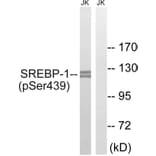 Western Blot - Anti-SREBP-1 (phospho Ser439) Antibody (A8425) - Antibodies.com