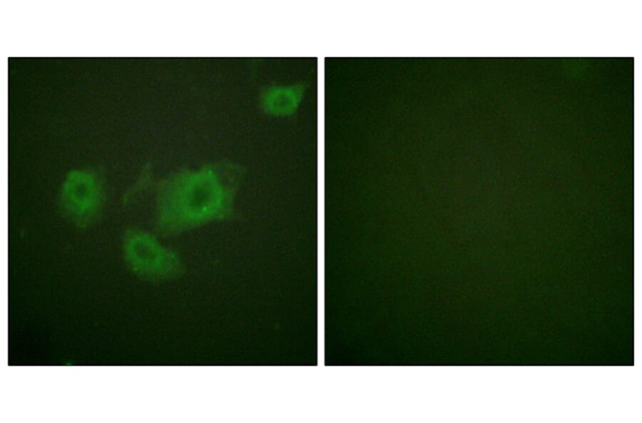 Immunofluorescence - Anti-Kir6.2 (phospho Thr224) Antibody (A1084) - Antibodies.com