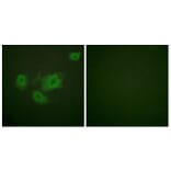 Immunofluorescence - Anti-Kir6.2 (phospho Thr224) Antibody (A1084) - Antibodies.com