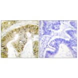 Immunohistochemistry - Anti-FANCA (phospho Ser1149) Antibody (A1148) - Antibodies.com