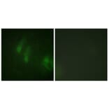 Immunofluorescence - Anti-FANCA (phospho Ser1149) Antibody (A1148) - Antibodies.com