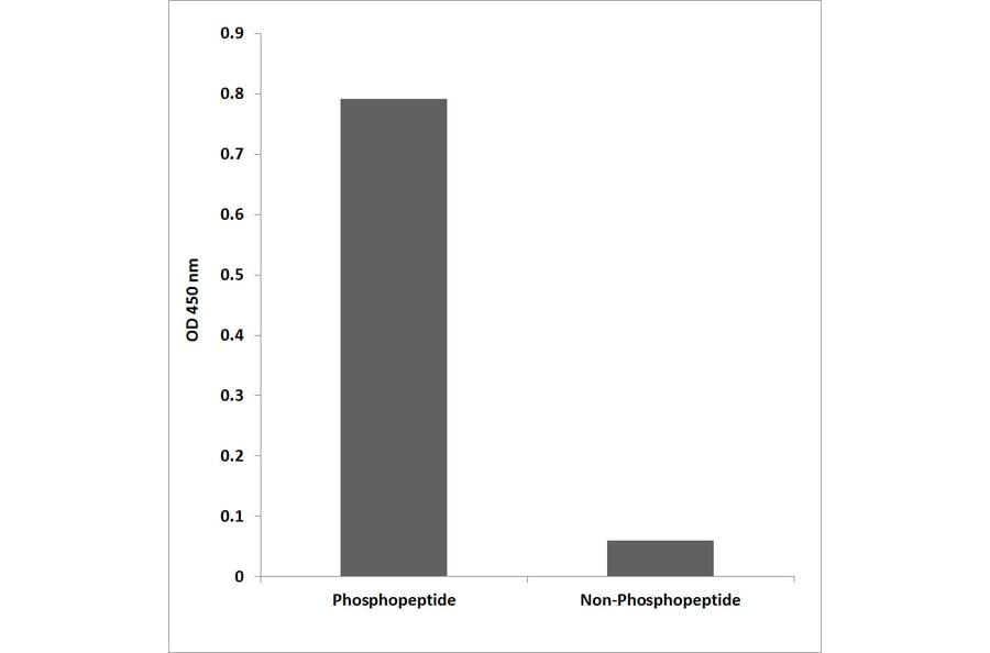 ELISA - Anti-ZO-2 (phospho Tyr1118) Antibody (P12-1069) - Antibodies.com