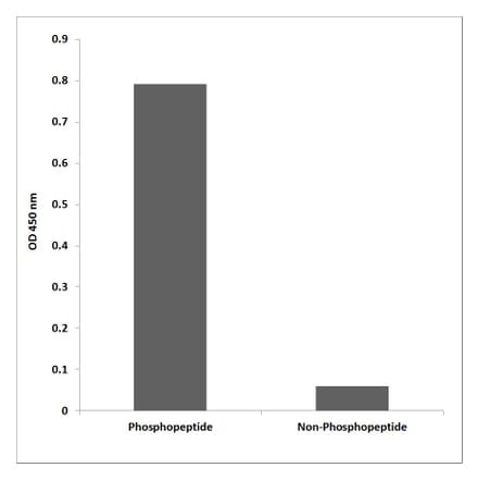 ELISA - Anti-ZO-2 (phospho Tyr1118) Antibody (P12-1069) - Antibodies.com