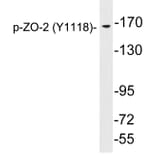 Western Blot - Anti-ZO-2 (phospho Tyr1118) Antibody (P12-1069) - Antibodies.com