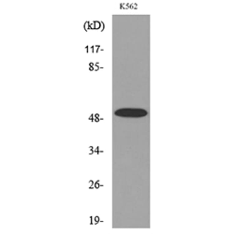 Western Blot - Anti-TUBA1B (acetyl Lys352) Antibody (D12203) - Antibodies.com